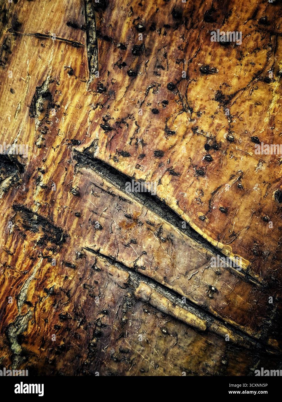 Gros plan d'écorce d'arbre texturée et altérée avec des fissures visibles et des motifs naturels dans des tons terreux Banque D'Images