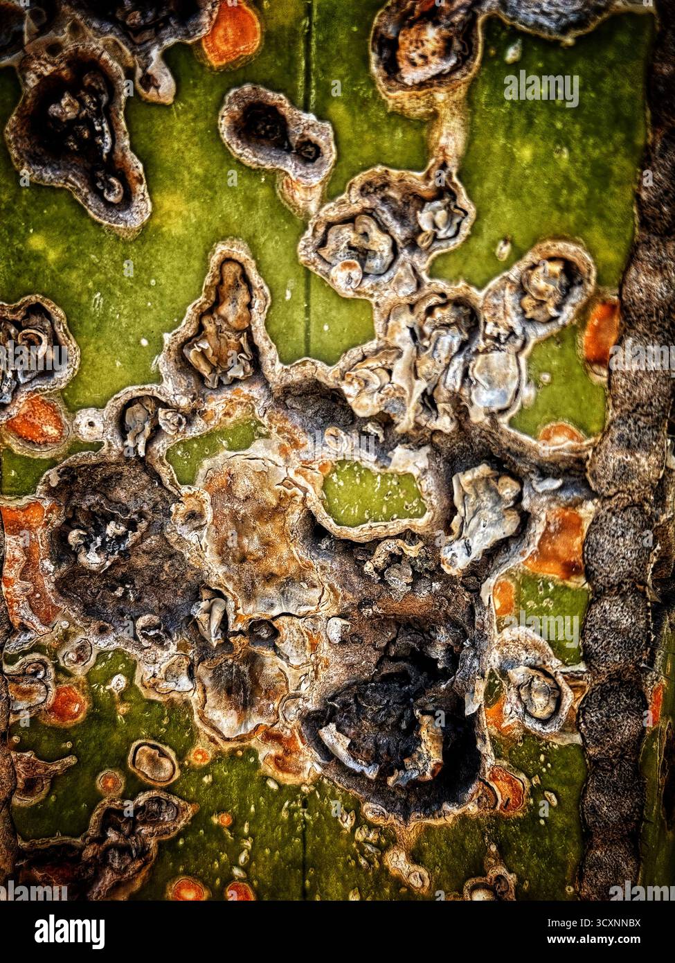 Gros plan d'une surface verte texturée d'un cactus avec des motifs organiques et des variations de couleurs naturelles ressemblant à la croissance de l'écorce ou du tronc d'arbre Banque D'Images