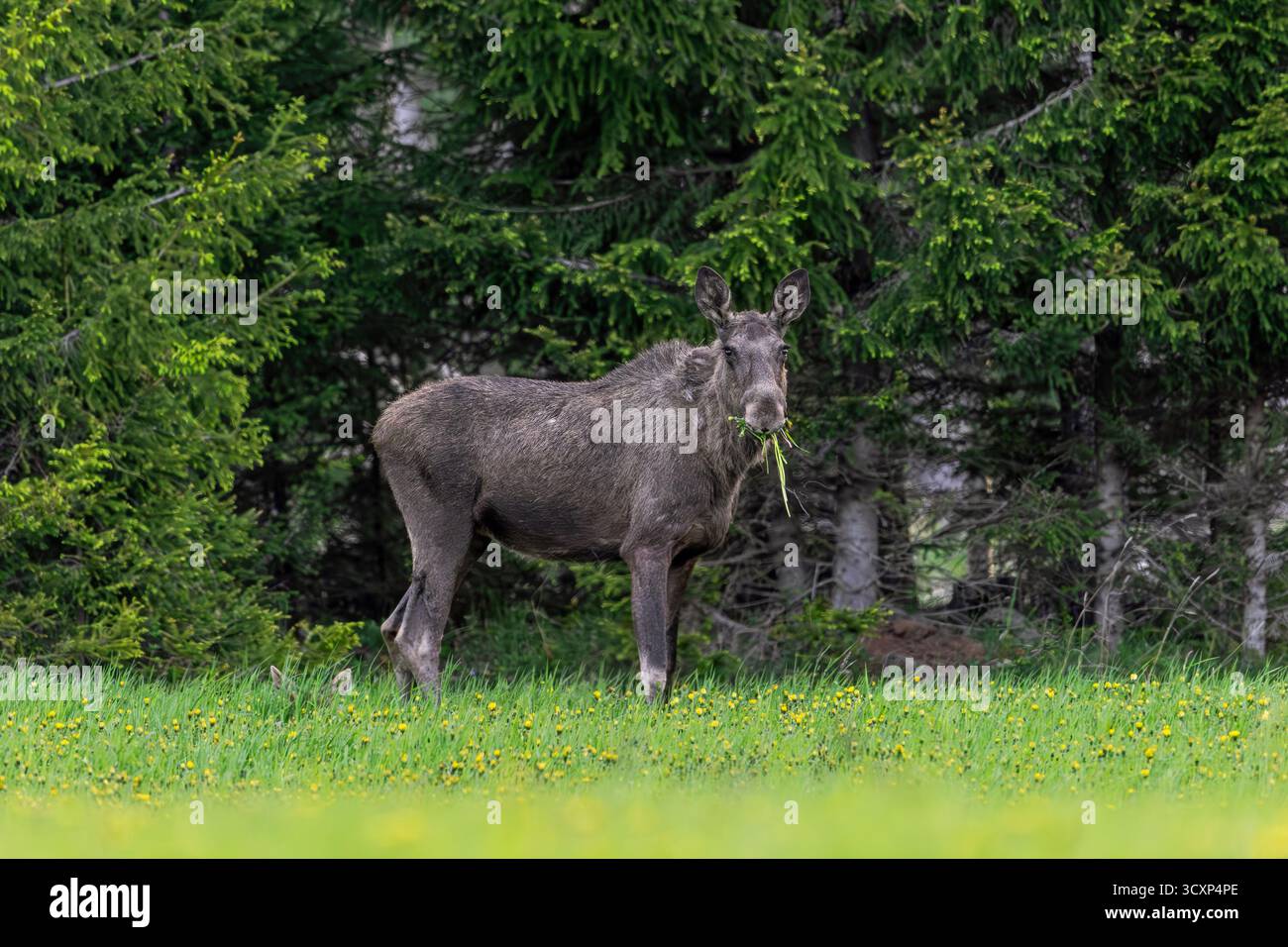 Orignal / élan (Alces alces) vache / femelle pâturant dans la prairie avec veau caché dans l'herbe au bord de la forêt d'épicéa au printemps, Suède, Scandinavie Banque D'Images