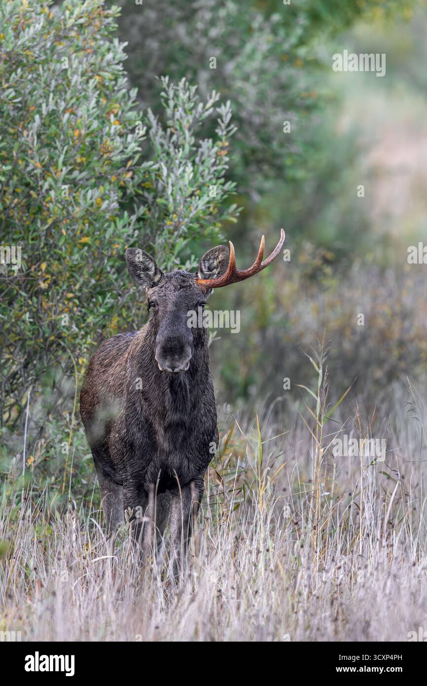 Orignal / wapiti (Alces alces) jeune taureau / mâles excrétant des bois dans les prairies à la lisière de la forêt en automne / automne, Suède, Scandinavie Banque D'Images
