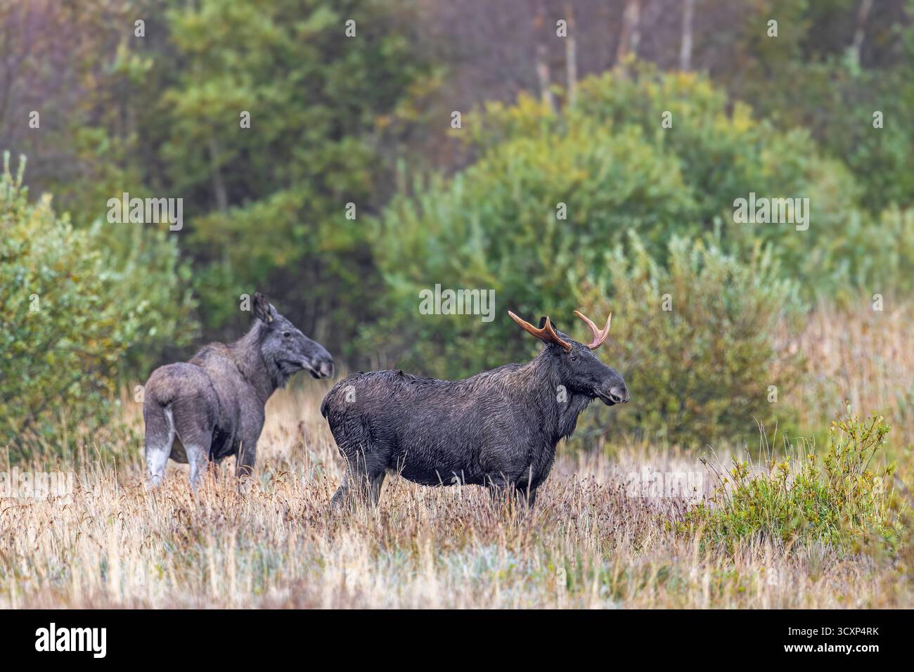 Orignal / wapiti (Alces alces) deux jeunes taureaux / mâles, un avec bois mis en liberté dans les prairies à la lisière de la forêt en automne / automne, Suède, Scandinavie Banque D'Images