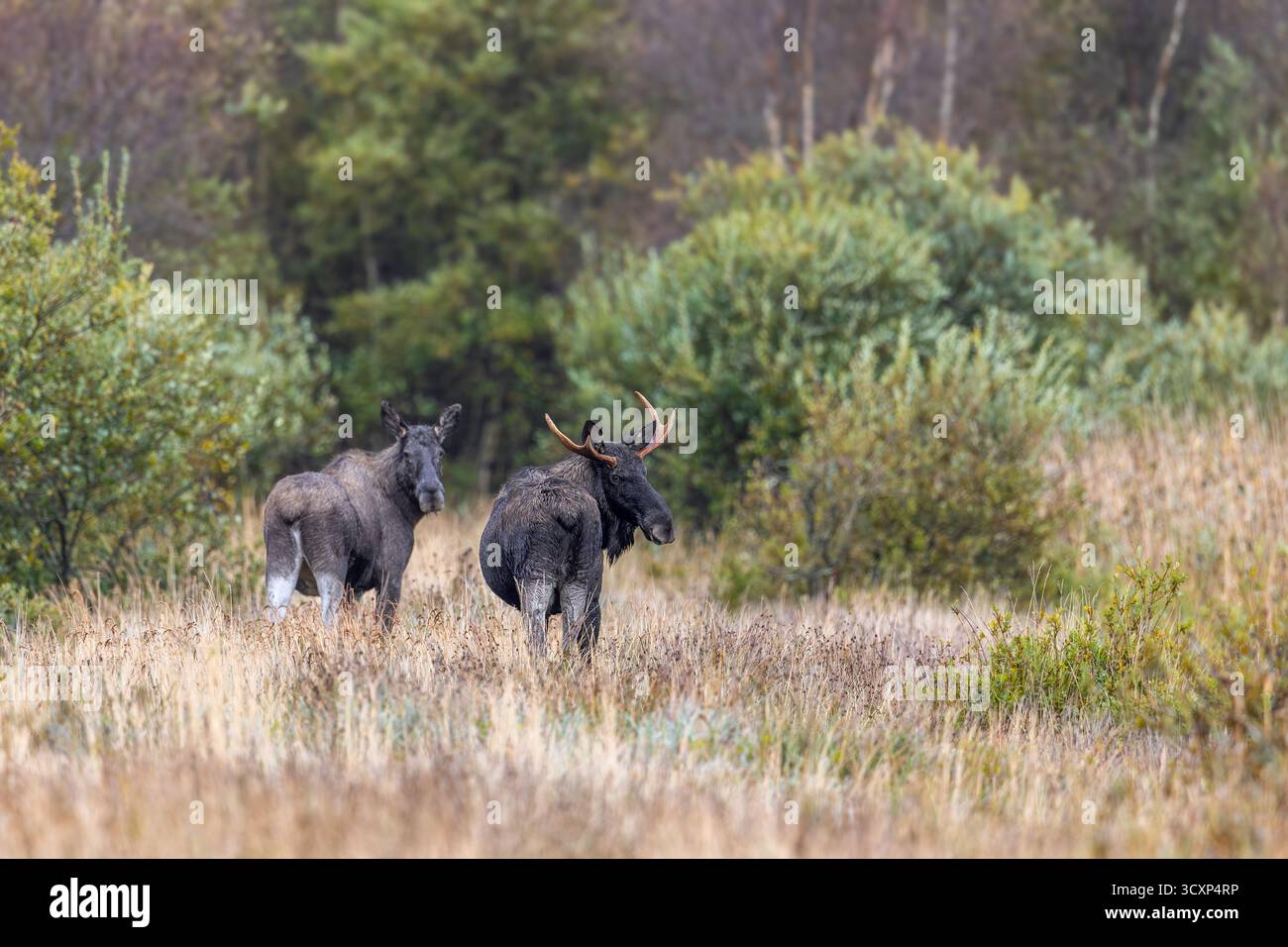 Orignal / wapiti (Alces alces) deux jeunes taureaux / mâles, un avec bois mis en liberté dans les prairies à la lisière de la forêt en automne / automne, Suède, Scandinavie Banque D'Images