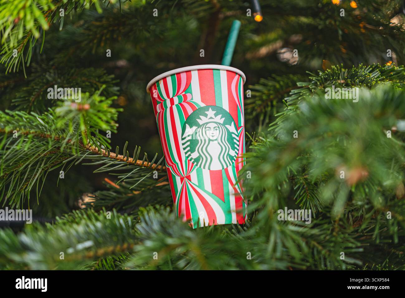 Tasse Starbucks festive avec branches de pin de Noël autour Banque D'Images