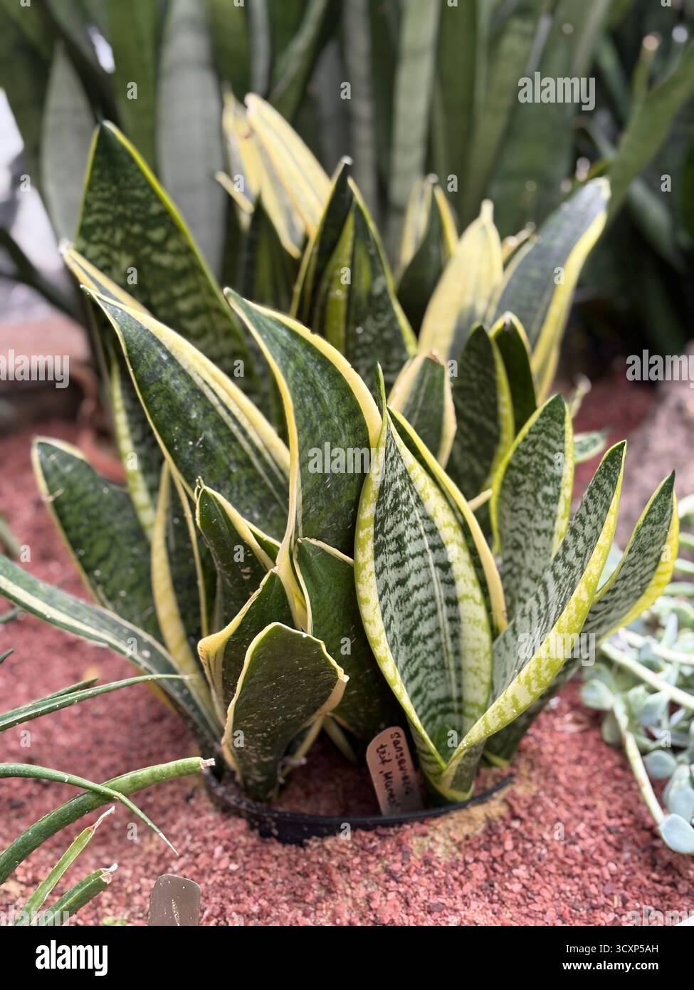 Plante d'intérieur Sansevieria vibrante avec un feuillage vert et jaune saisissant, photographiée à l'intérieur à la lumière naturelle. Banque D'Images
