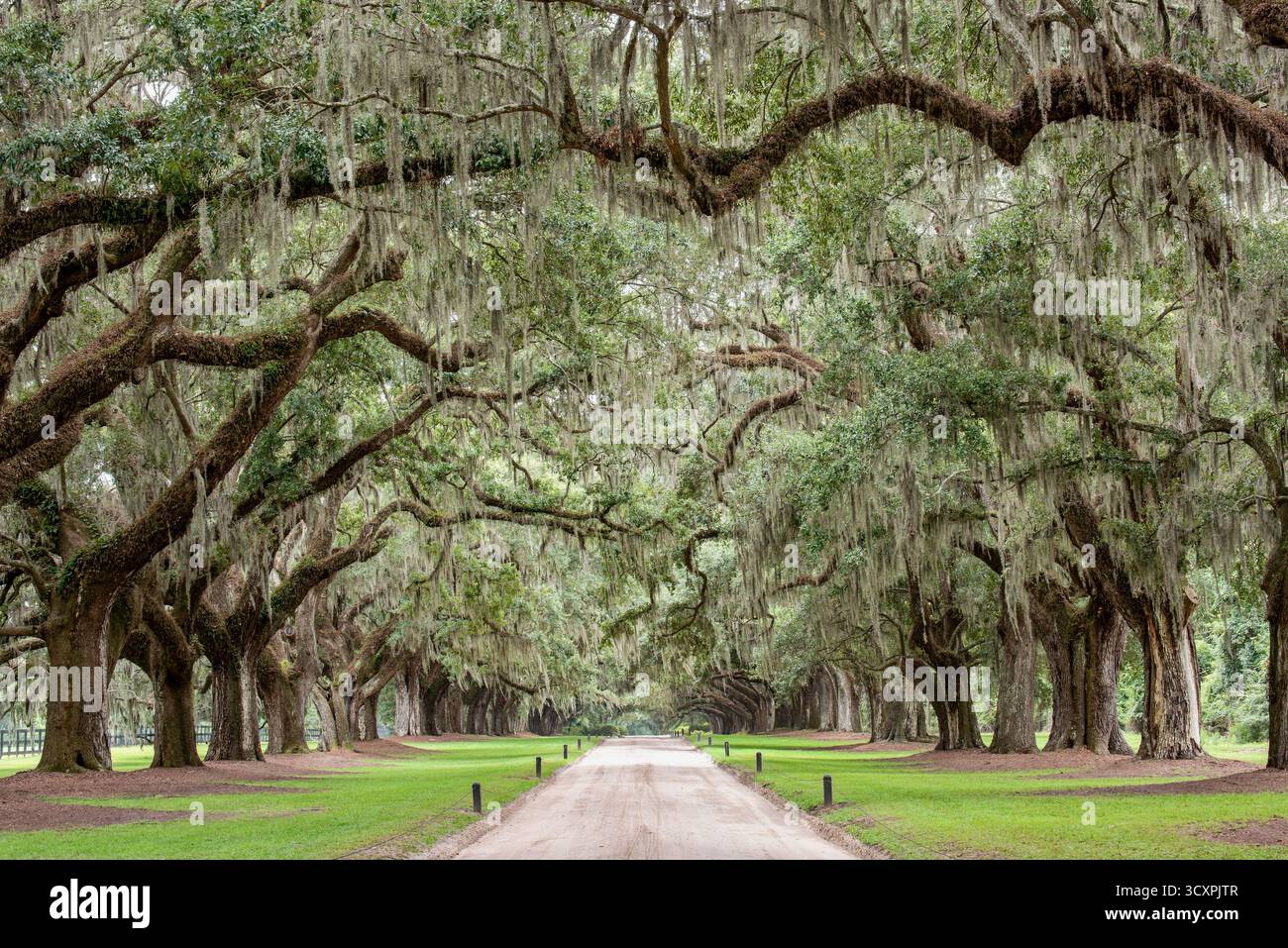 Avenue of the Oaks at Boone Hall Plantation est un quartier historique situé à Mount Pleasant, en Caroline du Sud Banque D'Images