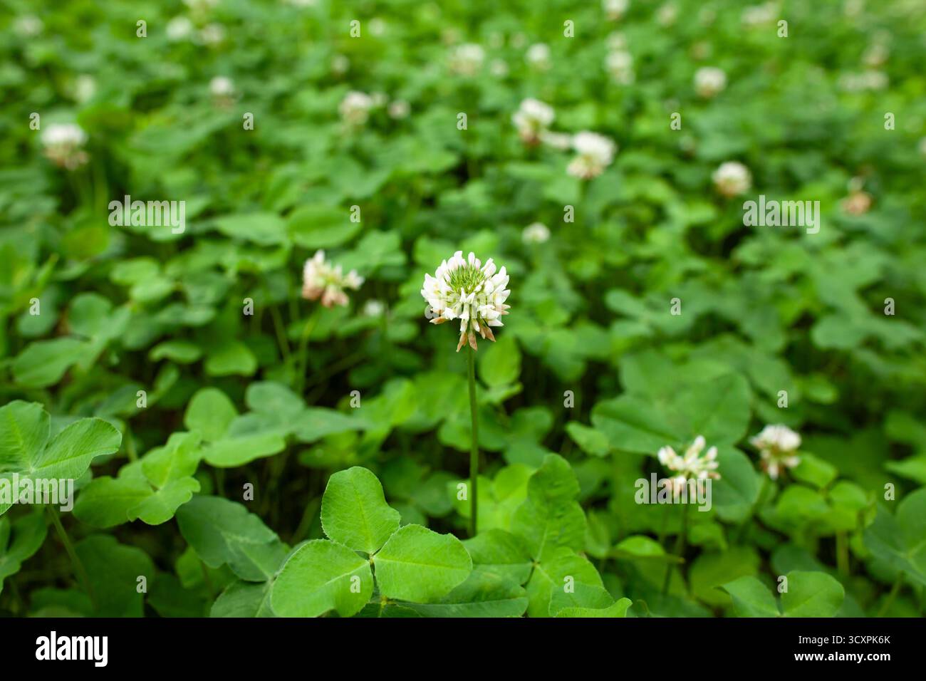 Gros plan de fleurs de trèfle blanc dans un champ vert dense, symbole de la pureté de la nature et de la fraîcheur estivale. Banque D'Images