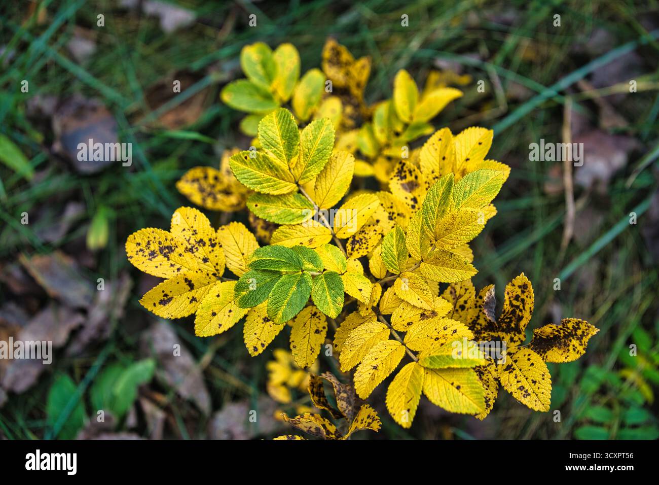 Feuilles de rose musquée jaune et verte qui signalent le changement de l'automne Banque D'Images