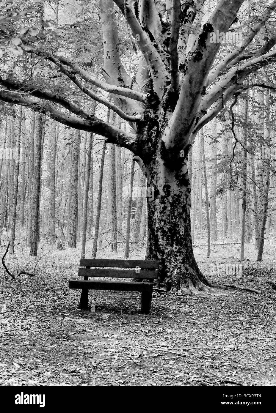 Vue en noir et blanc sur le sentier naturel serein Chapel Branch près de Seaford, Delaware, mettant en valeur son chemin sinueux et ses paysages boisés naturels. Banque D'Images