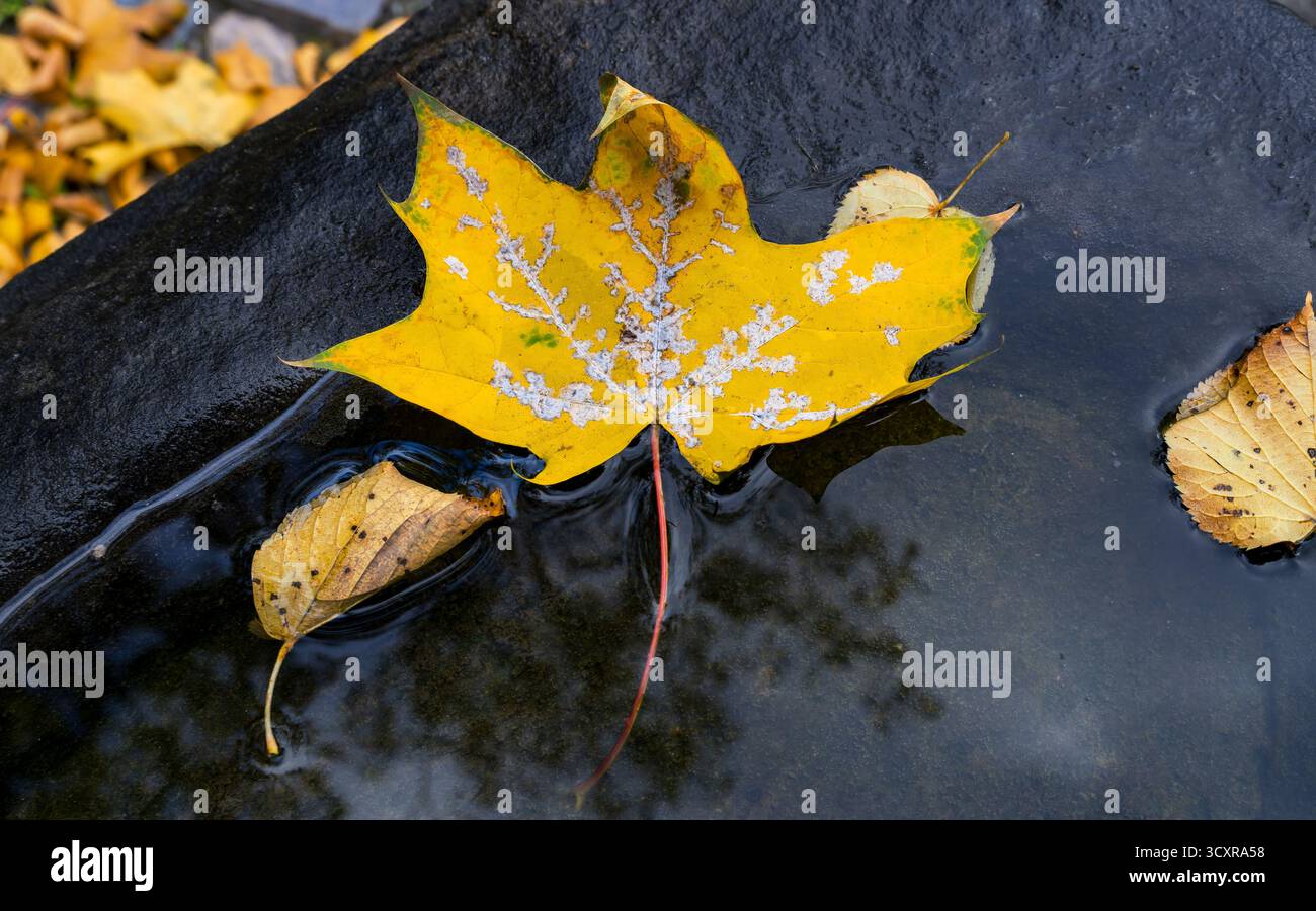 Gros plan d'une feuille d'automne jaune flottant sur l'eau plate à l'intérieur d'un vieux bassin de pierre avec de doux reflets d'arbres, symbolisant le changement, la tranquillité Banque D'Images