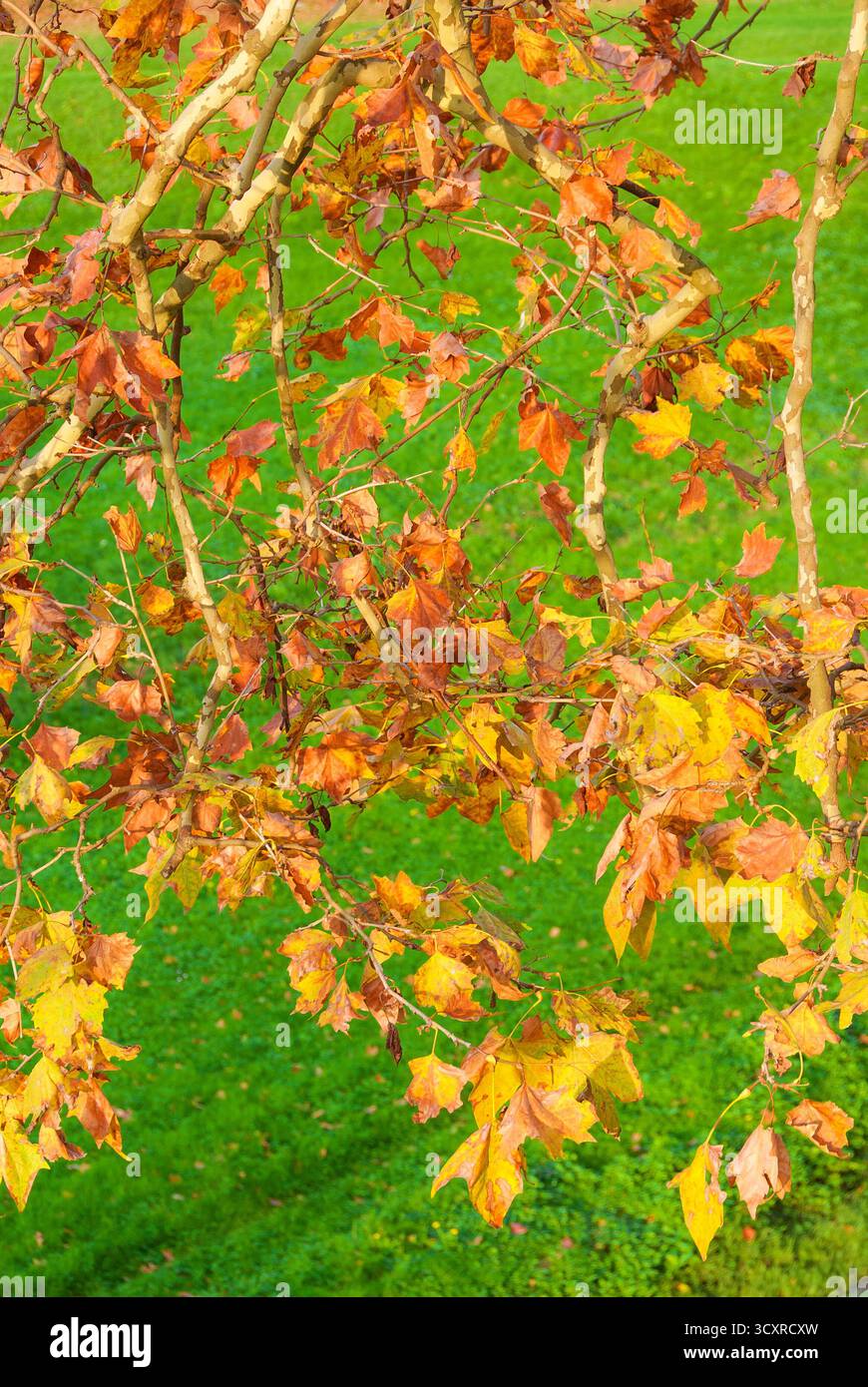 Feuilles automnales Sycamore sur fond d'herbe verte Banque D'Images