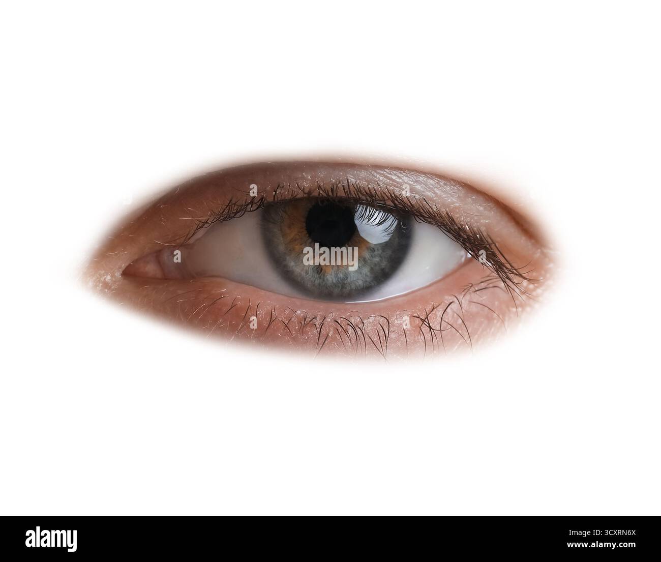 Les droits de l'œil sur fond blanc Banque D'Images