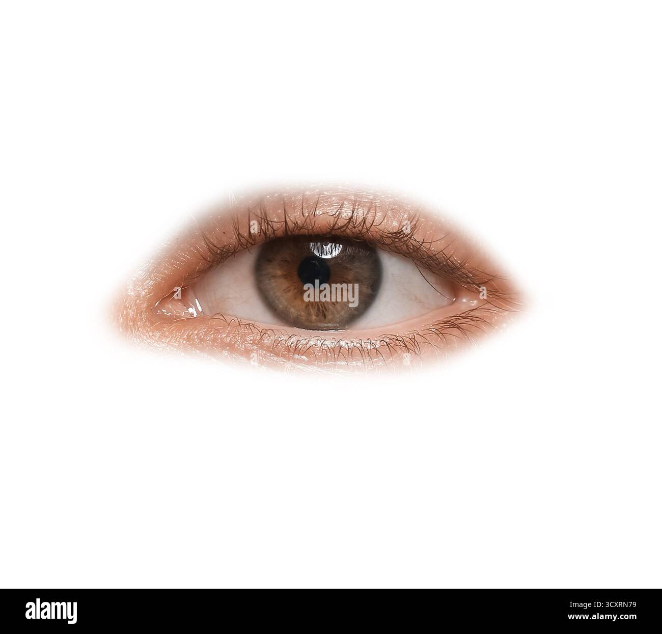 Les droits de l'œil sur fond blanc Banque D'Images
