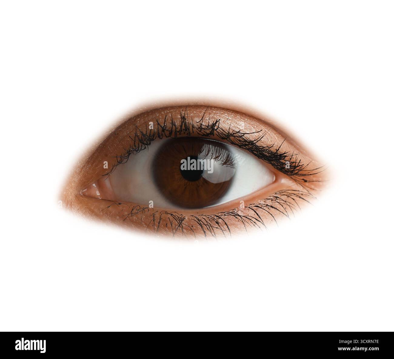 Les droits de l'œil sur fond blanc Banque D'Images