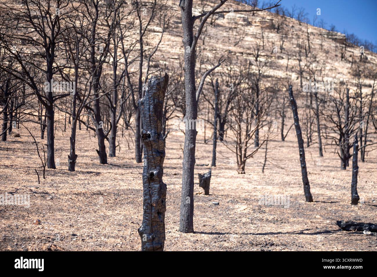 Jacob Lake, Arizona - arbres brûlés par l'incendie de White Sage. Le feu de forêt a brûlé 60 000 acres au nord du Grand Canyon dans la forêt nationale de Kaibab. Banque D'Images