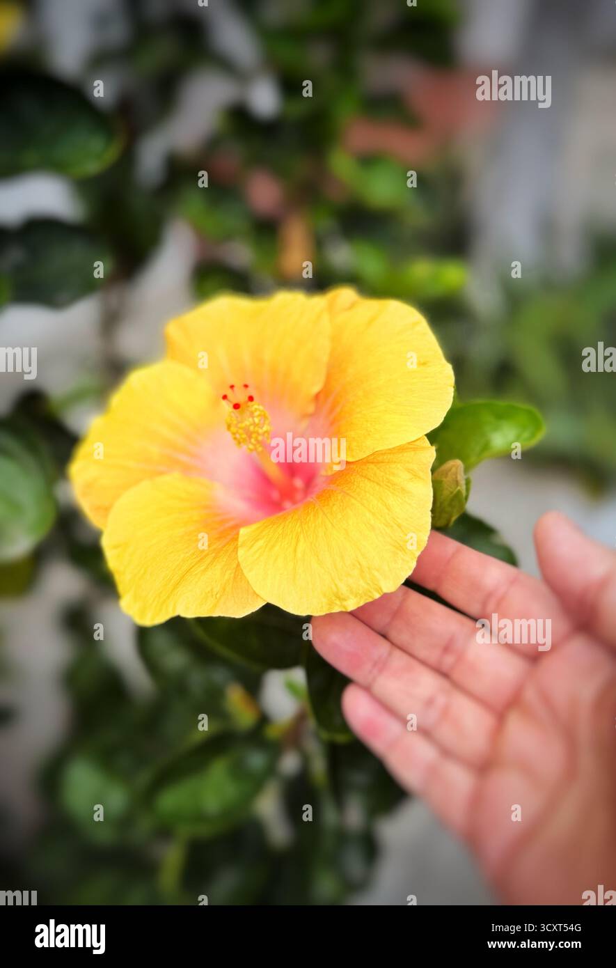 Gros plan d'une main tenant doucement une fleur d'hibiscus jaune vif sur un fond de feuillage vert flou - Image de stock capturée avec un smartphone
