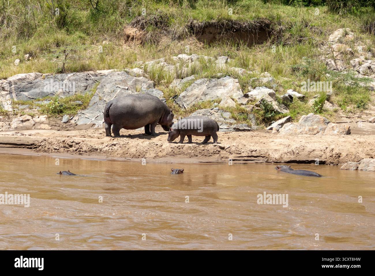 Hippopotame (Hippopotamus amphibius) mère et veau reposant sur une berge boueuse avec d'autres dans l'eau, réserve nationale Maasai Mara Banque D'Images