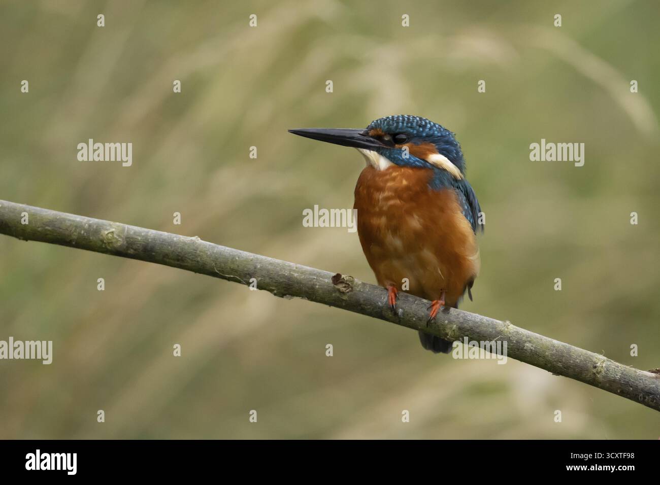 kingfisher commun (Alcedo atthis) oiseau mâle adulte sur une branche d'arbre, Angleterre, Royaume-Uni Banque D'Images