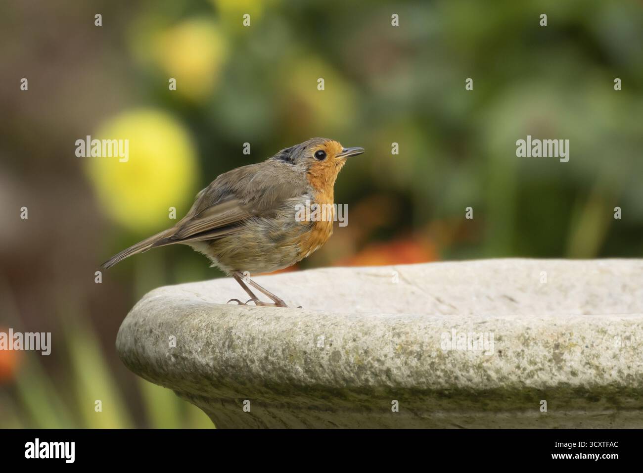 robin européen (Erithacus rubecula) oiseau adulte buvant dans un bain d'oiseau de jardin, Angleterre, Royaume-Uni Banque D'Images