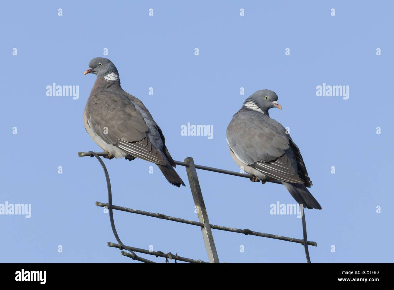 Pigeon des bois (Columba palumbus) deux oiseaux adultes sur une antenne de télévision urbaine, Angleterre, Royaume-Uni Banque D'Images
