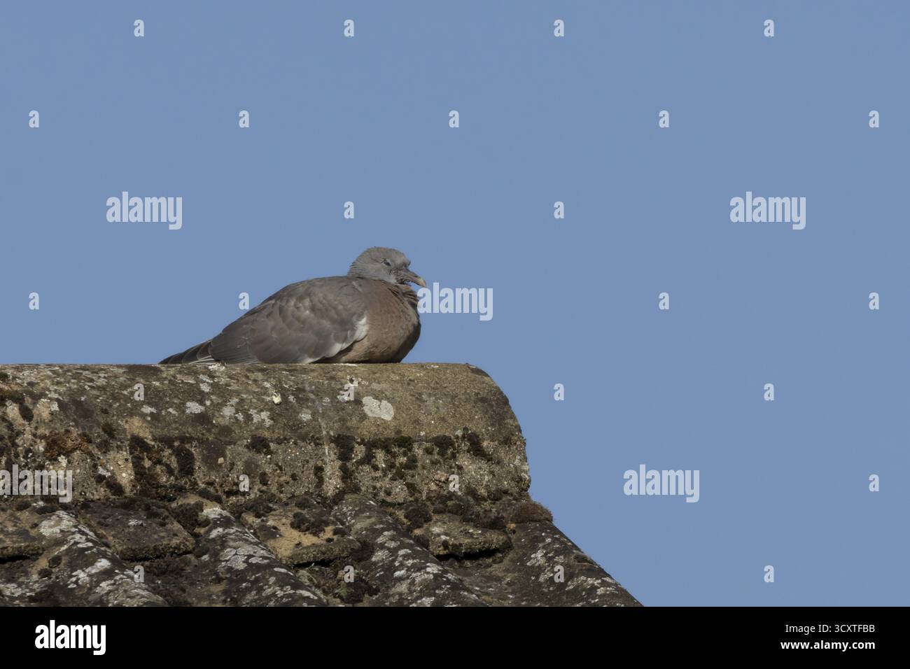 Pigeon des bois (Columba palumbus) oiseau juvénile bébé assise sur le toit d'une maison urbaine, Angleterre, Royaume-Uni Banque D'Images