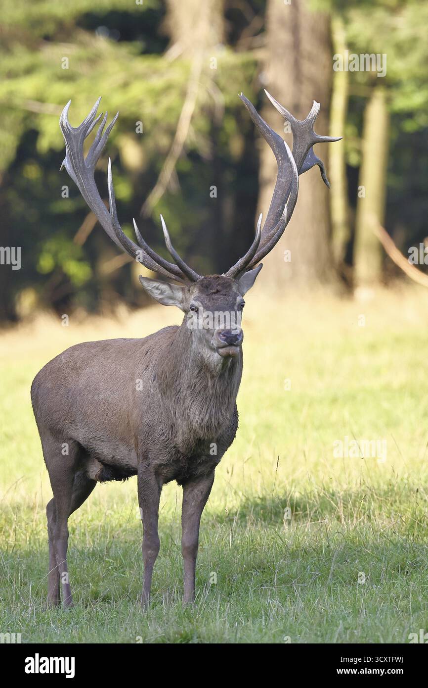 Cerf roux (Cervus elaphus) en saison d'ornithage, cerf capital dans une clairière forestière, portrait d'animaux, faune, automne, Sauerland, Rhénanie-du-Nord-Westphalie, Banque D'Images