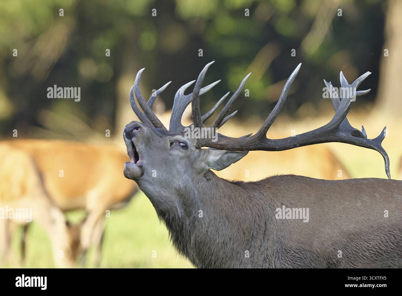 Cerf roux (Cervus elaphus) pendant la saison des ornières, un grand cerf rugissant dans une clairière forestière, portrait d'animaux, faune, automne, Sauerland, Nord RH Banque D'Images