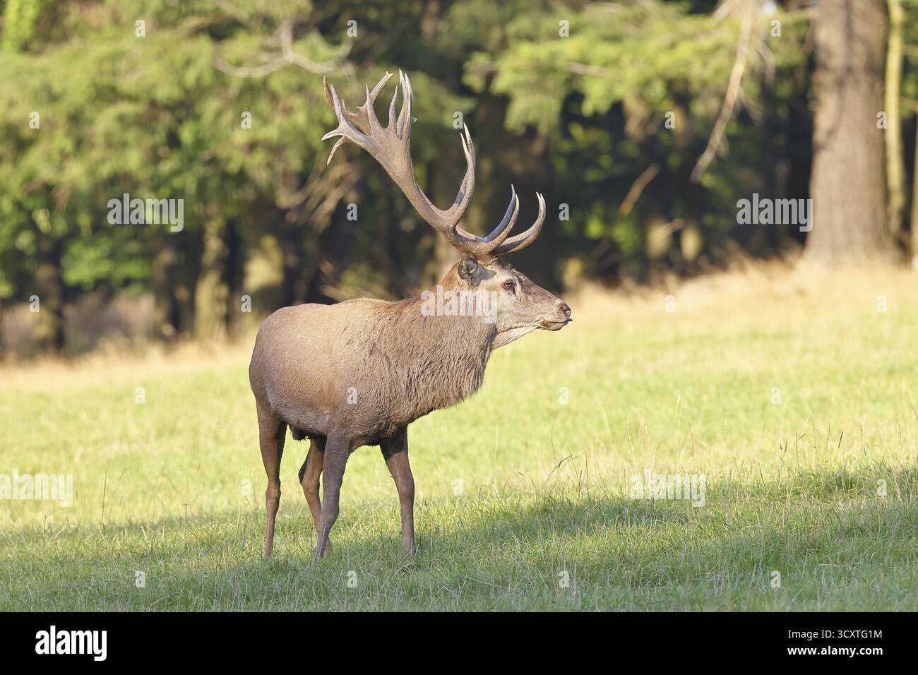Cerf roux (Cervus elaphus) en saison d'ornithage, cerf capital dans une clairière forestière, portrait d'animaux, faune, automne, Sauerland, Rhénanie-du-Nord-Westphalie, Banque D'Images
