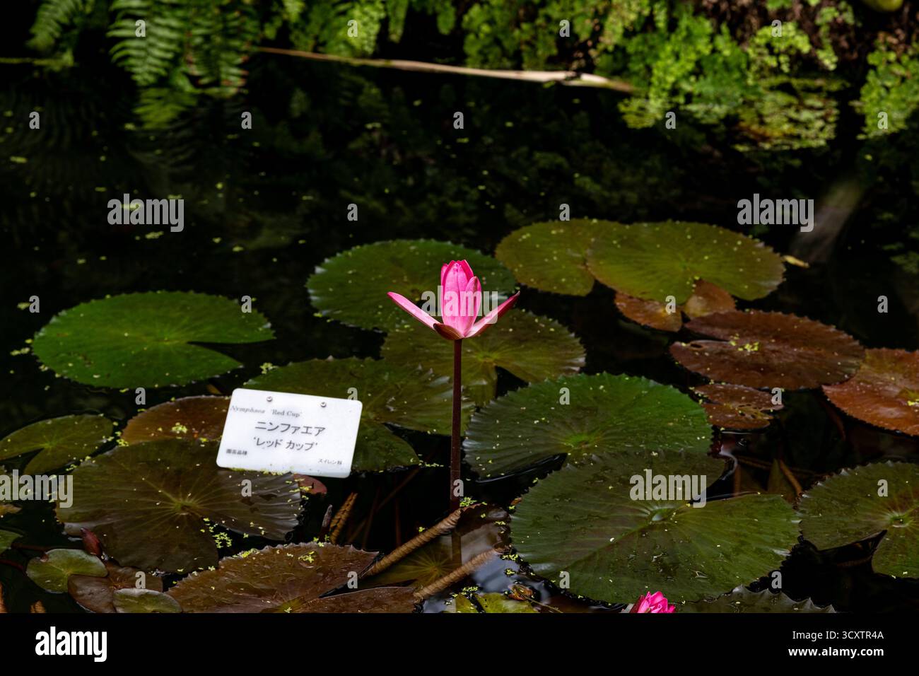 Nautre capturé au jardin botanique de Kyoto au Japon Banque D'Images