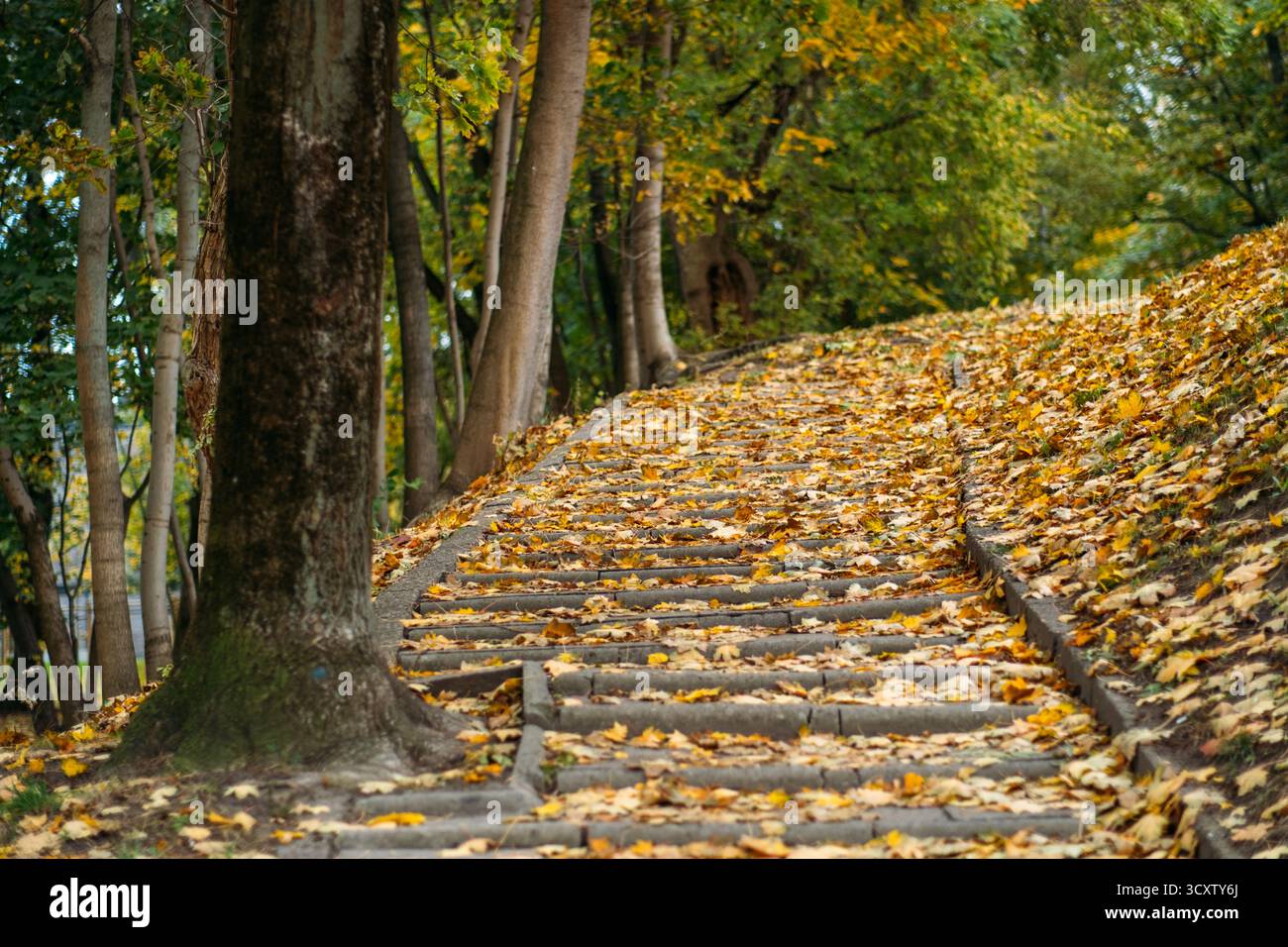 Chemin de pierre courbé à travers la forêt d'automne bordée de feuilles dorées et de grands arbres. Mode de vie lent, pleine conscience dans la nature, environnements paisibles Banque D'Images