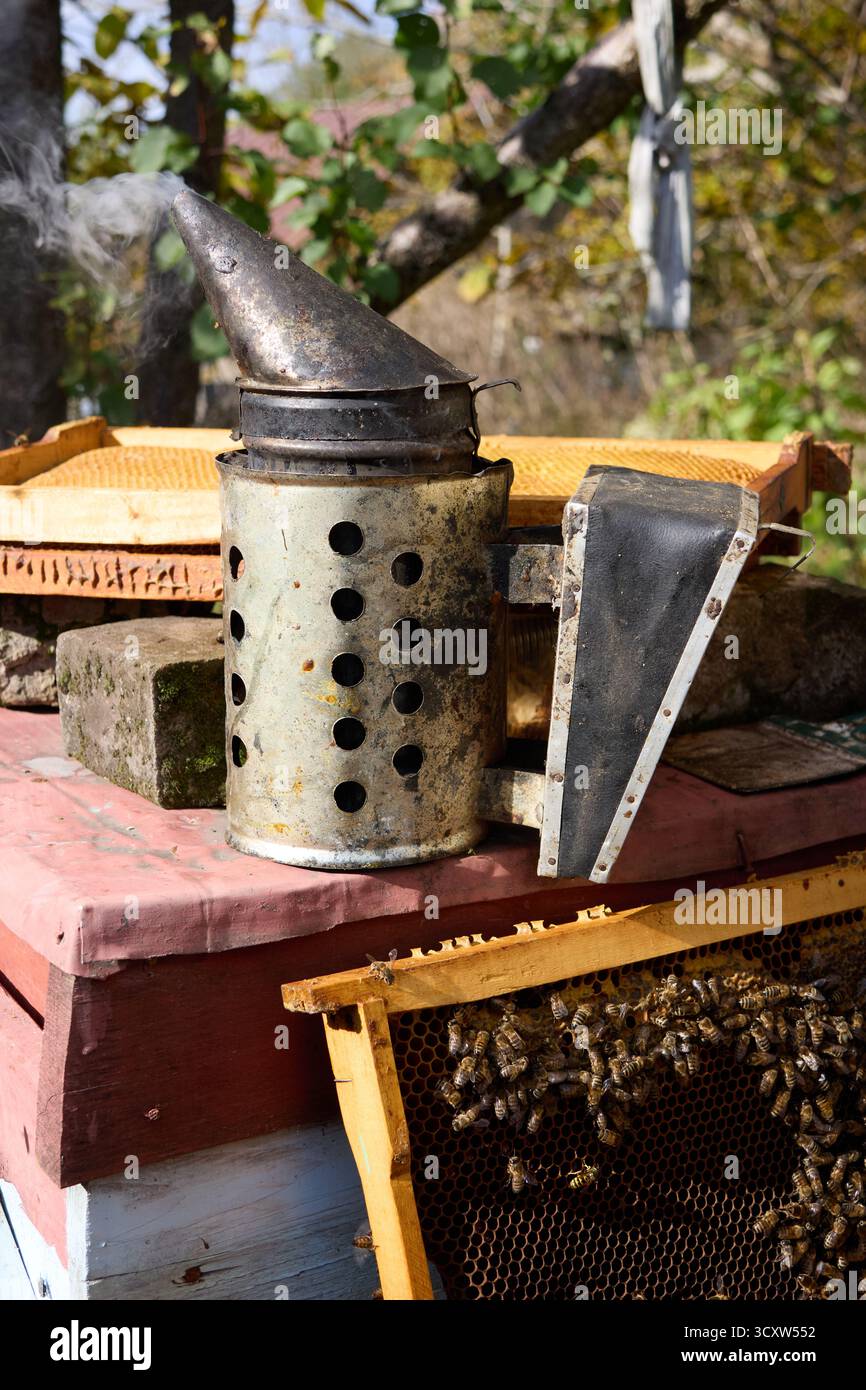 Gros plan d'un fumeur d'abeilles sur une ruche avec des abeilles sur un cadre en plein jour, apiculture et concept de production de miel, plan extérieur Banque D'Images