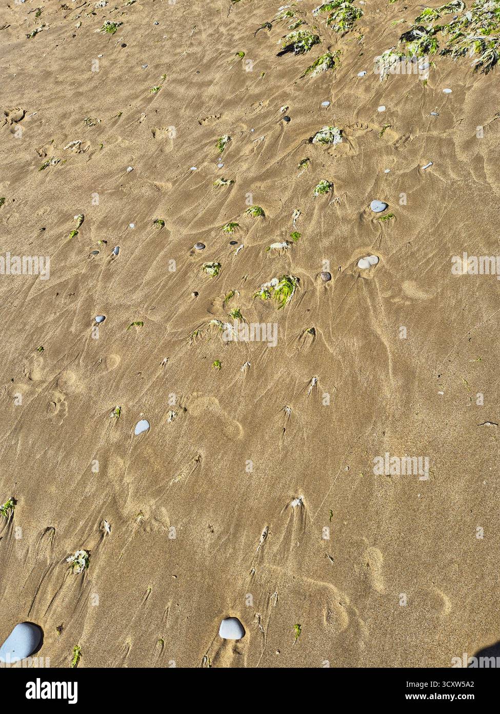 La vague a emporté. Algues sur le sable après une tempête - Image de stock capturée avec un smartphone