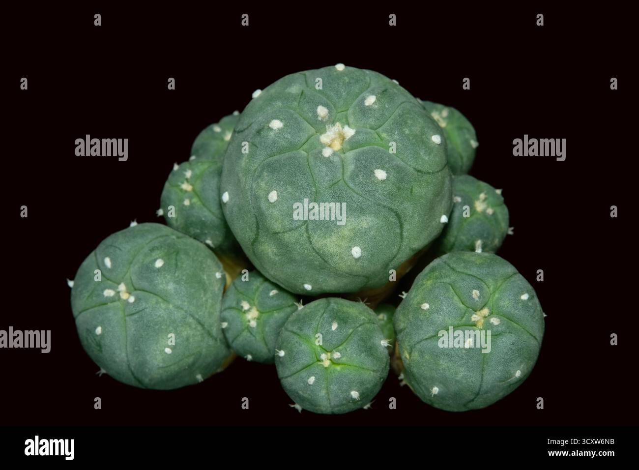 Vue de dessus de Lophophora williamsii var. jourdaniana de plante mère à greffe décalée. Isolé sur fond noir. photo d'image Banque D'Images