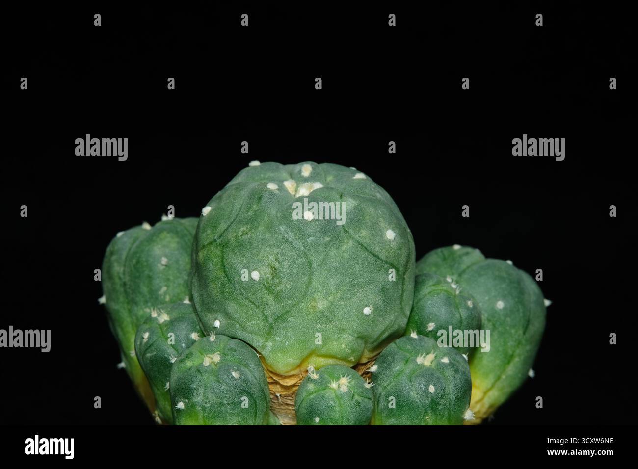 Vue latérale de Lophophora williamsii var. jourdaniana de plante mère à greffe décalée. Isolé sur fond noir. photo d'image Banque D'Images
