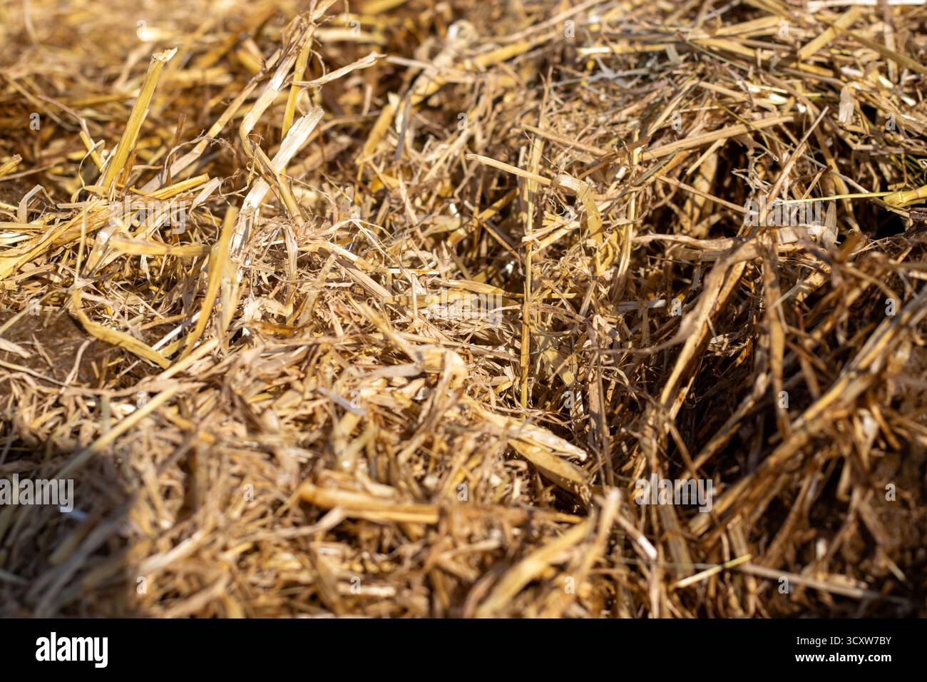Gros plan détaillé d'une balle de paille d'orge en plein soleil au Devon County Show - mai 2025 à Exeter, Royaume-Uni Banque D'Images