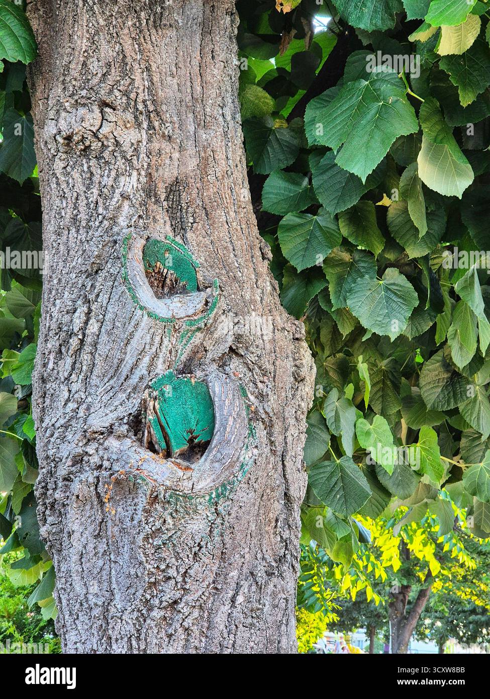 Traces de soins des arbres. Gros plan du tronc avec des zones coupées montrant le processus de guérison, protégé par une peinture de jardin vert vif - Image de stock capturée avec un smartphone