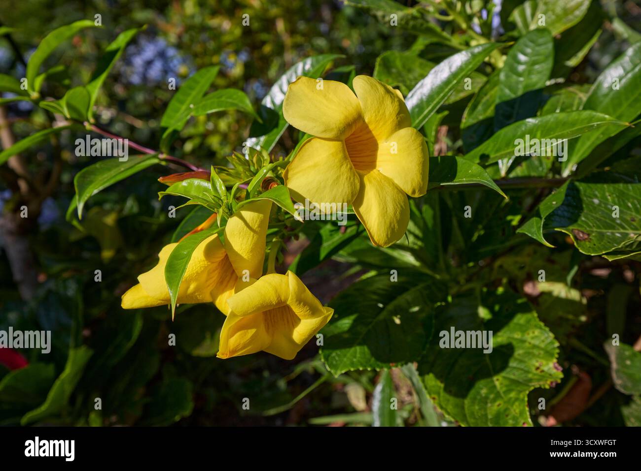 Fleurs ensoleillées d'allamanda jaune (Allamanda cathartica), alias trompette dorée. Buleleng Regency, Bali, Indonésie. Banque D'Images