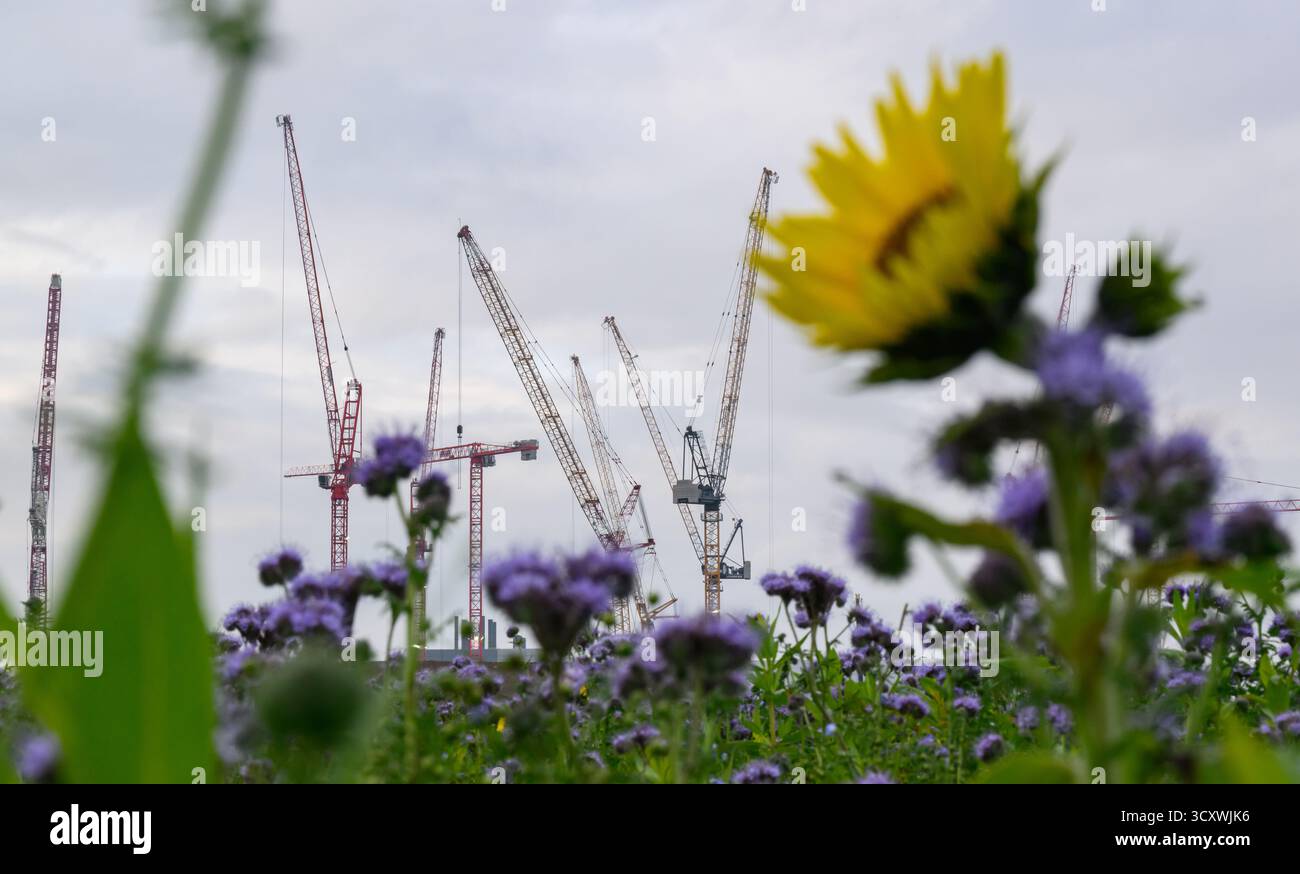 Dresde, Allemagne. 16 octobre 2025. Les grues de construction se trouvent sur le chantier de la future usine de puces du groupe de semi-conducteurs ESMC (European Semiconductor Manufacturing Company). L’investissement d’une dizaine de milliards d’euros est un projet commun entre le géant taïwanais TSMC et Bosch, Infineon et NXP Semiconductor. TSMC détiendra 70 % de la société, les autres associés détenant chacun 10 %. Crédit : Robert Michael/dpa/Alamy Live News Banque D'Images