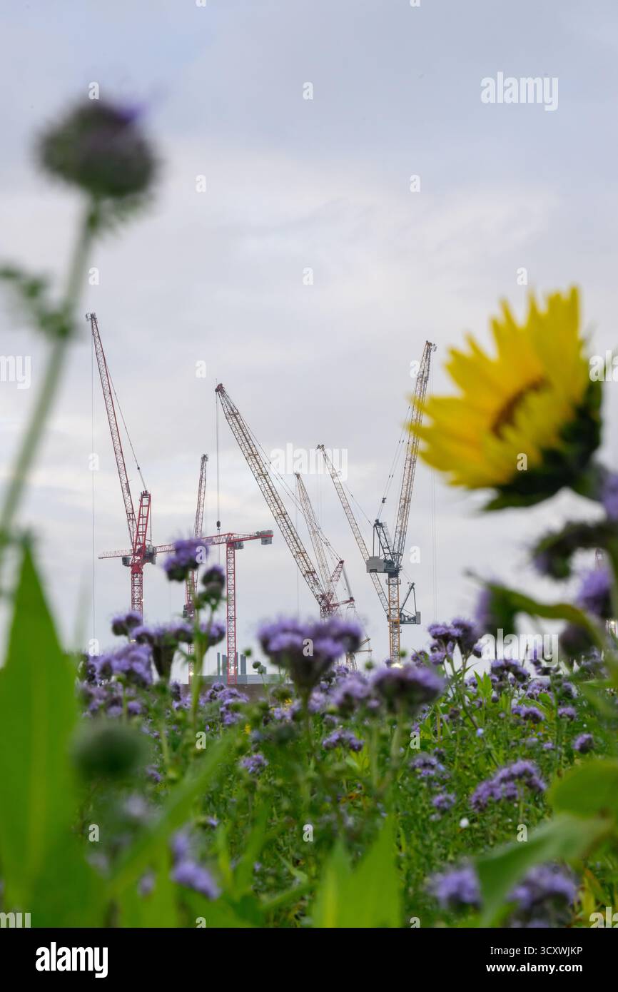 Dresde, Allemagne. 16 octobre 2025. Les grues de construction se trouvent sur le chantier de la future usine de puces du groupe de semi-conducteurs ESMC (European Semiconductor Manufacturing Company). L’investissement d’une dizaine de milliards d’euros est un projet commun entre le géant taïwanais TSMC et Bosch, Infineon et NXP Semiconductor. TSMC détiendra 70 % de la société, les autres associés détenant chacun 10 %. Crédit : Robert Michael/dpa/Alamy Live News Banque D'Images