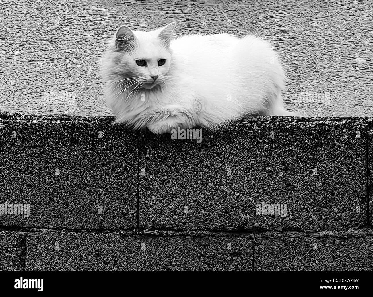 Chat blanc sur le mur de béton.. Teintes monochromes. Banque D'Images