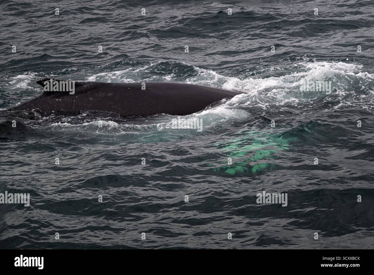 Une baleine soulève gracieusement son dos au-dessus de la surface scintillante de l'océan. Banque D'Images