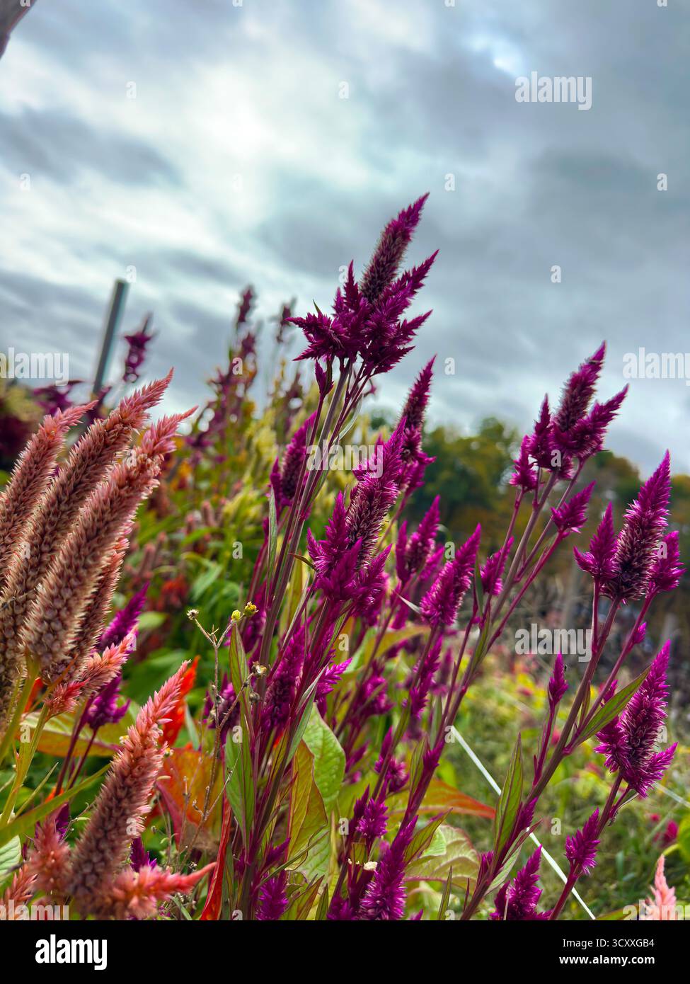 Fleurs sauvages violettes dans un champ Banque D'Images