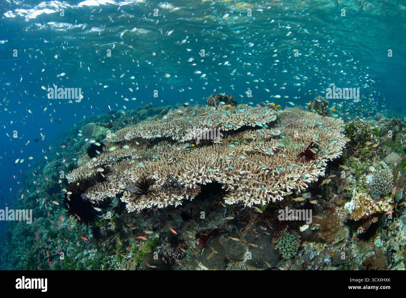 Les poissons de récif planktivore fleurissent le long du bord d'un récif corallien à Alor, en Indonésie. Cette partie des îles de la petite Sunda a une grande biodiversité. Banque D'Images