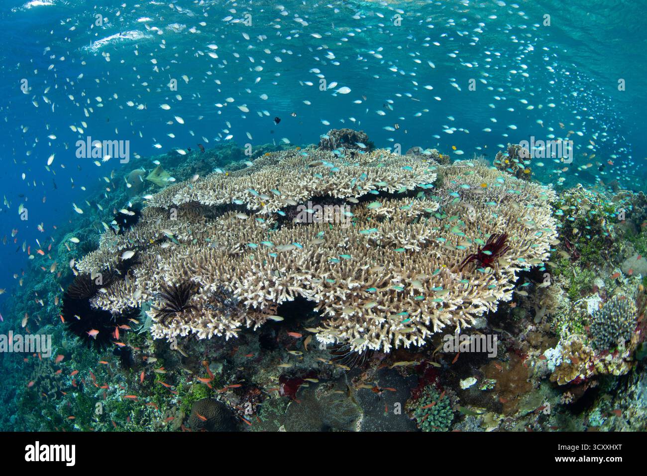 Les poissons de récif planktivore fleurissent le long du bord d'un récif corallien à Alor, en Indonésie. Cette partie des îles de la petite Sunda a une grande biodiversité. Banque D'Images