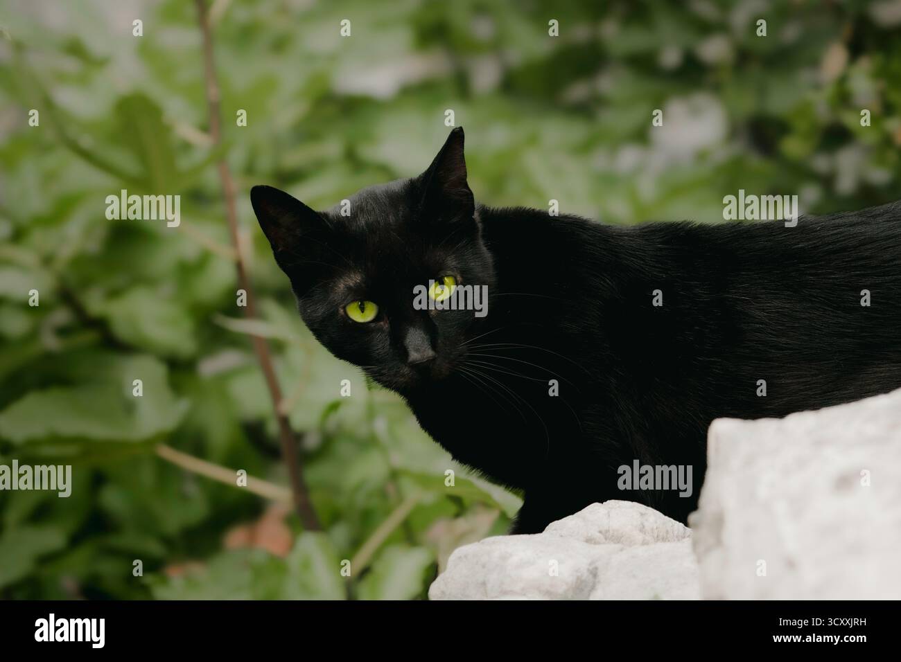 Portrait en gros plan d'un chat noir élégant aux yeux verts saisissants, debout à l'extérieur au milieu d'un feuillage vert et regardant directement l'appareil photo Banque D'Images
