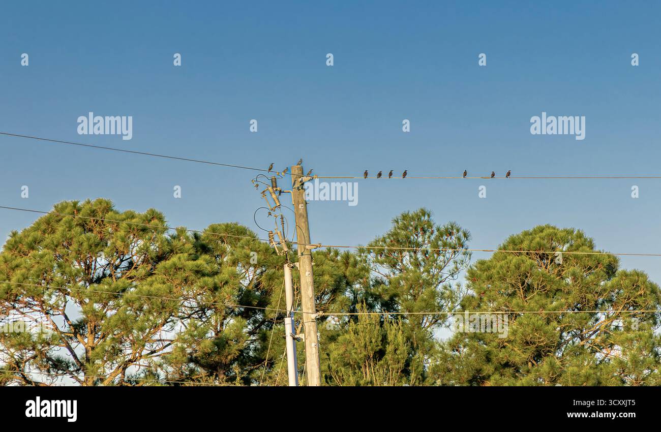 groupe de petits oiseaux assis sur une ligne électrique à santa rosa beach, floride Banque D'Images