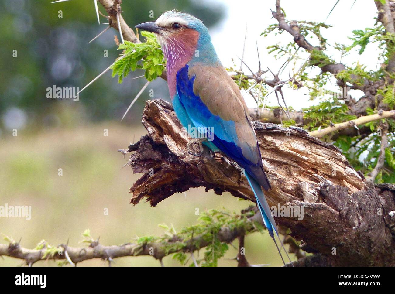 Un gros plan vibrant d'un drongo exotique à queue fourchue perché sur une souche d'acacia dans la réserve du Masai Mara, en Afrique Banque D'Images
