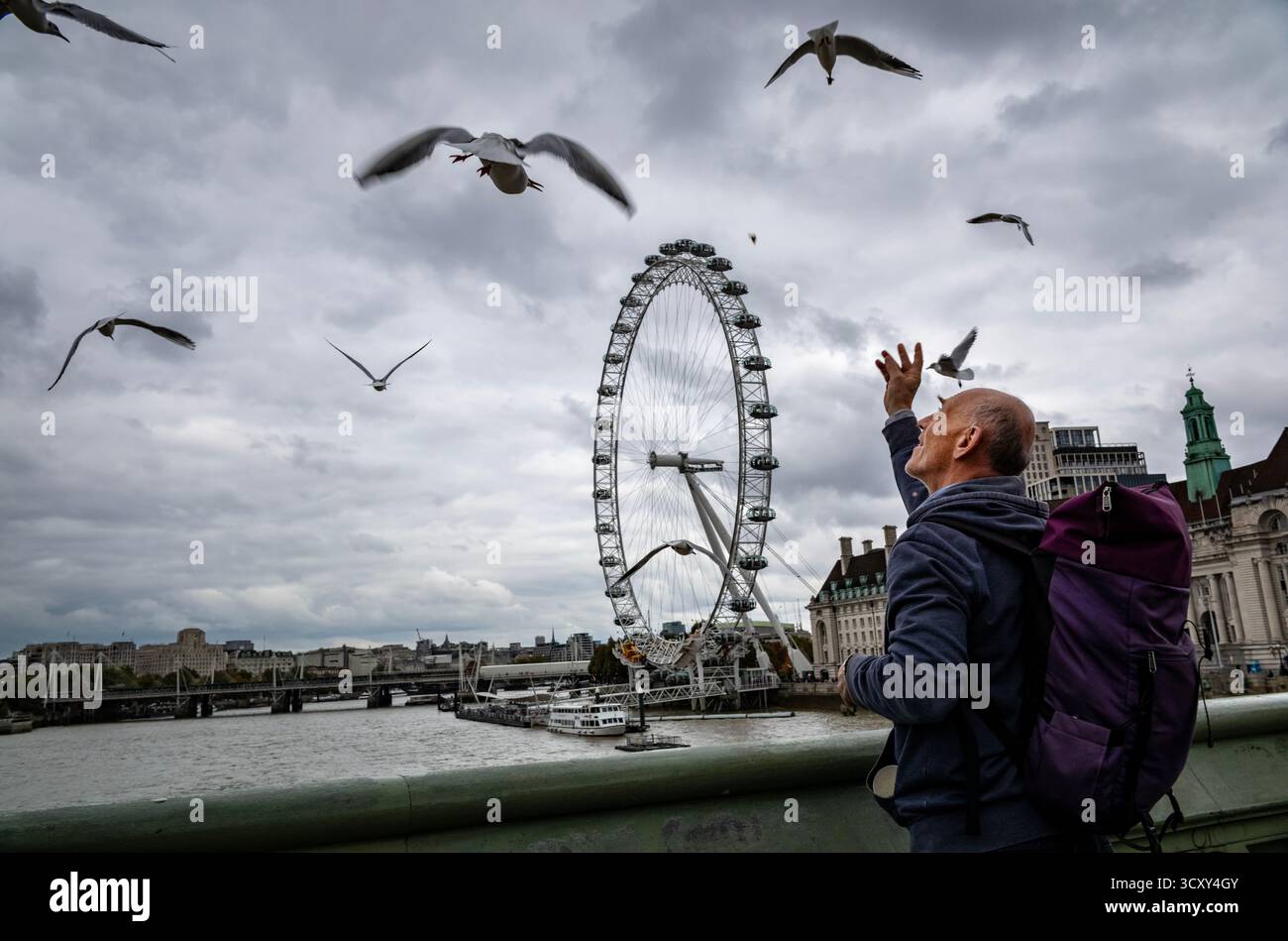Un homme nourrit des mouettes sur le pont de Westminster, avec le London Eye au loin sur la rive sud de la Tamise Londres, Angleterre, Royaume-Uni. Banque D'Images