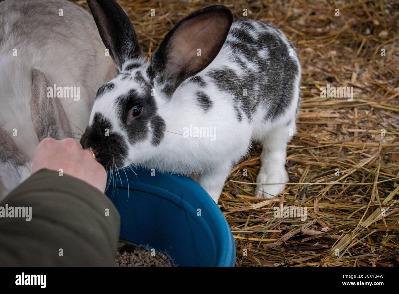 Les lapins nichés dans leur enclos rempli de foin. Banque D'Images