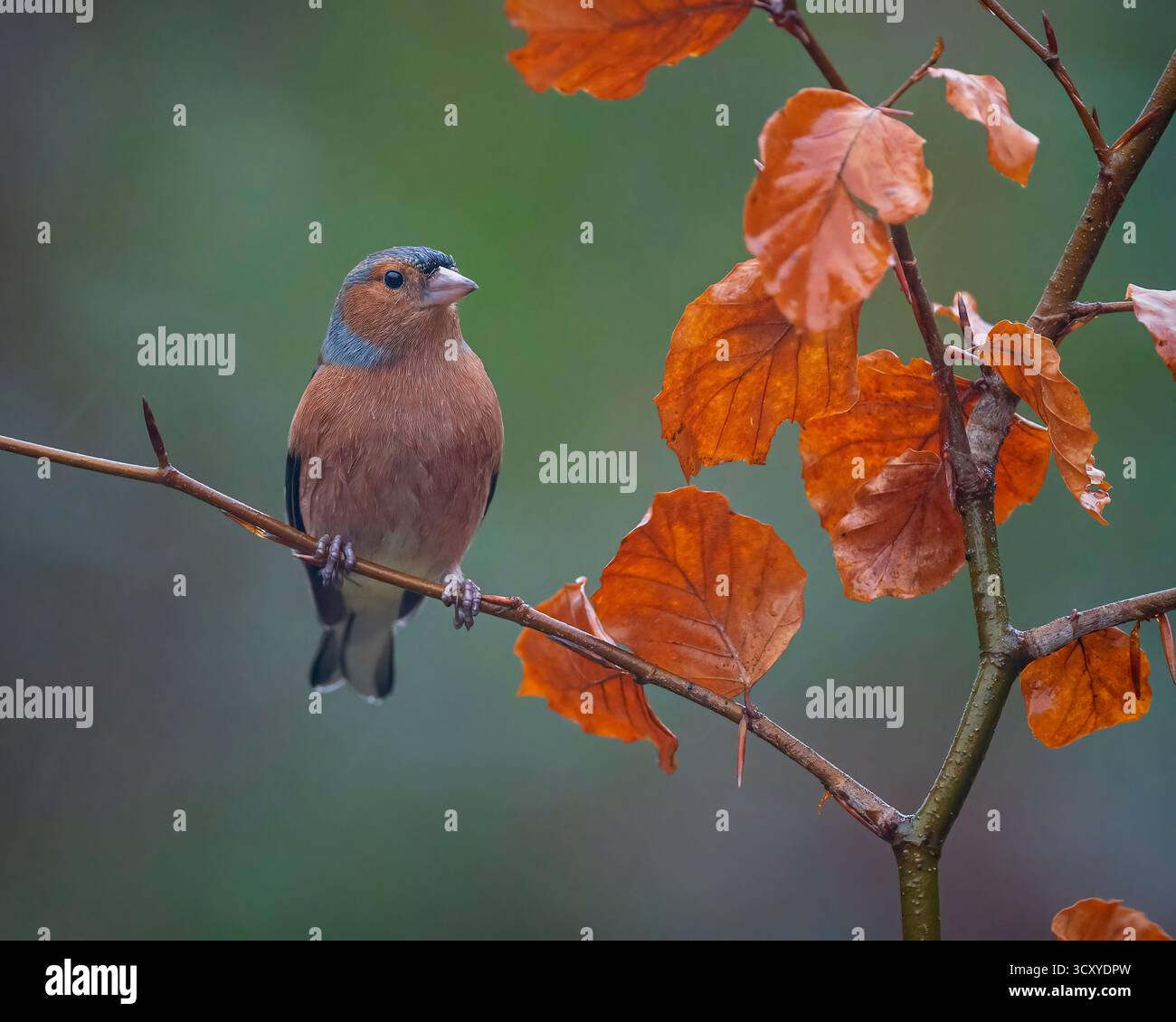 Un Chaffinch eurasien (Fringilla coelebs) perché dans un arbre à Scottish Wildlife se cache à Kirkcudbright, en Écosse, au Royaume-Uni. Banque D'Images