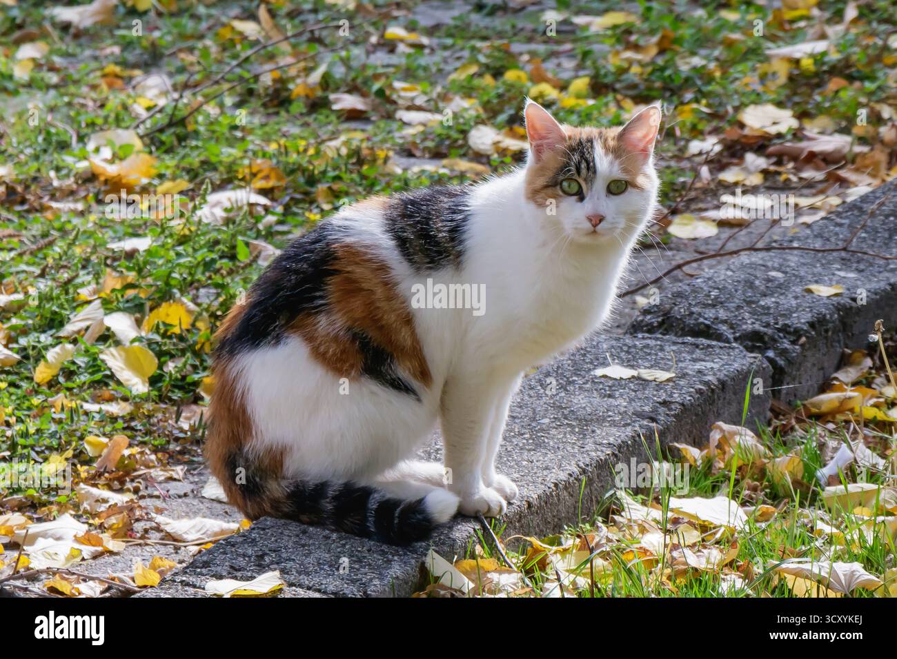Un chat calico à fourrure blanche, noire et orange est assis calmement sur un bord de pierre dans un jardin couvert de feuilles d'automne tombées. La lumière chaude du soleil met en évidence Banque D'Images